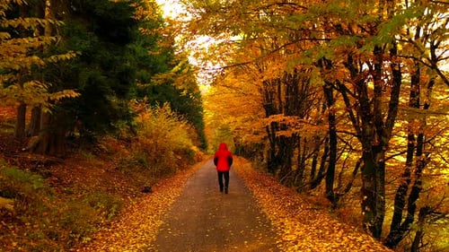 Person Walking in Autumn Forest with Colorful Leaves