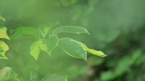Rain Drops on Vibrant Green Leaves in Garden