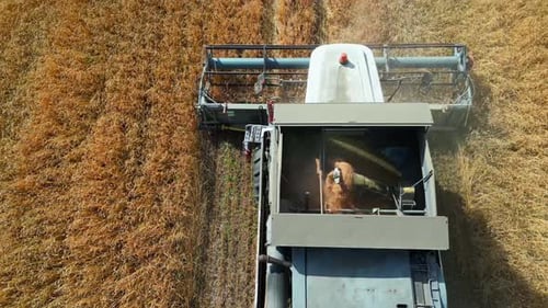 Drone View of Combine Harvester Collects Ripe Wheat Field.