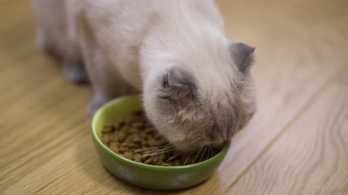 High Angle View Closeup Fluffy Cat Eating Delicious Dry Food in Slow Motion Closeup Furry Lovely