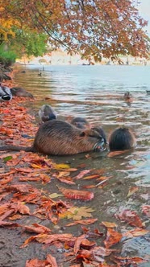 Family of Nutria, female and her young, feed in coastal area among fall foliage on Vltava River