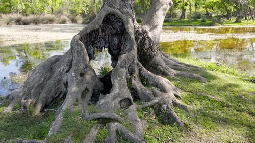 Trockener Baumstamm