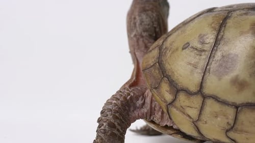 Common box turtle sticking out long neck and looking around - tilt up from feet to head - isolated