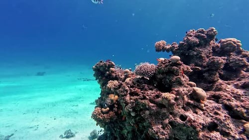Underwater Diving Shoot Ocean POV Blue Water Yellow Black Bish Swim around Coral