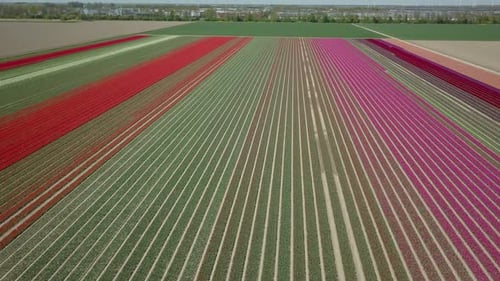 Aerial drone shot of flying forward over the beautiful tulip fields in the Netherlands.