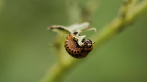Kartoffelkäferlarven fressen Kartoffelblätter, die das Laub zerstören und die Pflanzenvegetation schädigen