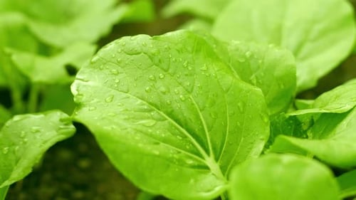 goutte de pluie sur une plante verte