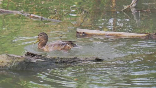 Un solo pato está cazando comida en un estanque natural durante el día en cámara lenta