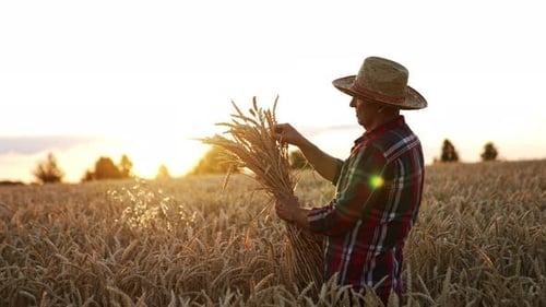 Adult Farmer Examining Wheat in Golden Field at Sunset