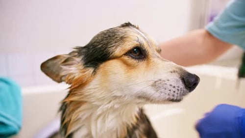 Adorable Corgi Dog Enjoys a Relaxing Bath Time