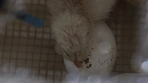 Close up of chicken hatching from egg and curious baby chicken slow motion