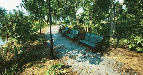 Serenity Along the Pathway with Benches in a Lush Green Park Setting