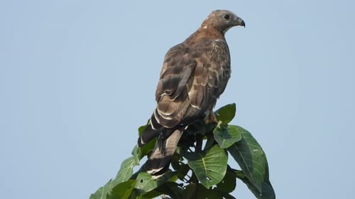 Eagle in tree waiting for pray ..