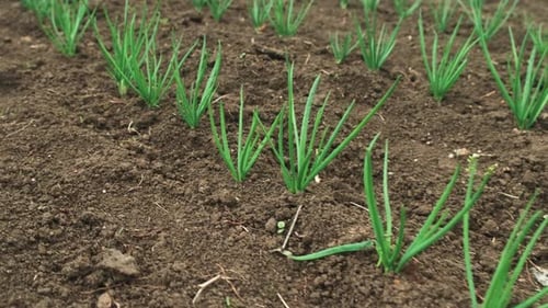 Sunshine Nurtures Lively Chive Sprouts Indoor Garden Beds Host Thriving Green Chives