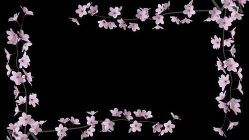 Blooming Cherry Branches - White Flowers - Screen Frame In Out - Alpha Channel