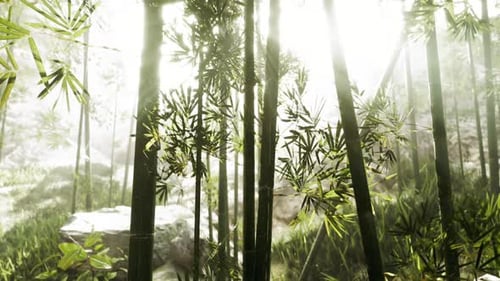 Sunlight Filters Through Bamboo in a Serene Forest Setting