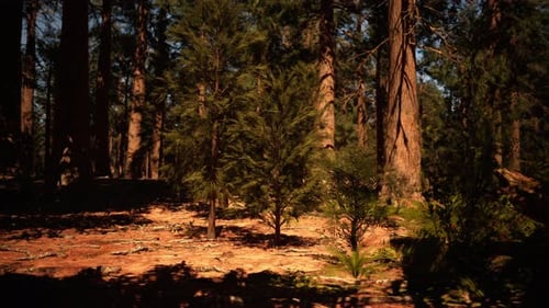 Sequoia Trees Standing Out Against the Sunset Sky Dark Forest