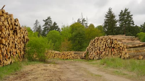Stacks of Lumber Logs at Forest Logging Site