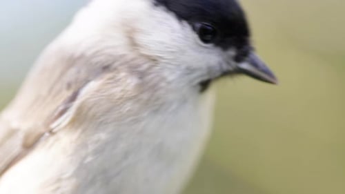 Filmmusik 4K-Makroaufnahme in Zeitlupe von Vögel, die zu einem Vogelhäuschen fliegen und Samen fressen.