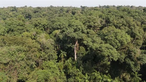 Aerial view of endangered rainforest species, Argentine native tree, Palo Rosa