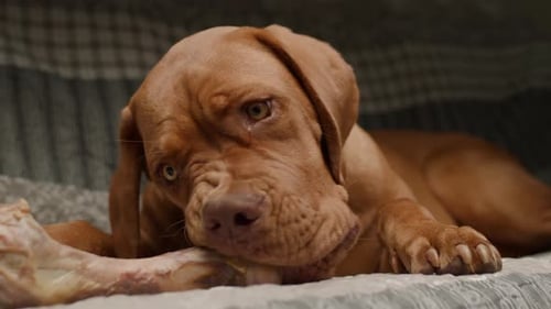 Dog Chewing on Bone in its Bed
