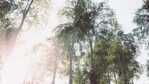 Green Birch Forest at Sunset