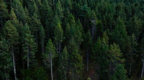 Luftaufnahme von oben auf einen üppigen grünen Wald mit hoch aufragenden Bäumen in den Bergen