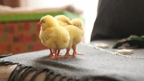 A Group of Chicks Standing in the Room Little Chicken Cleaning His Feather Agriculture Farm and