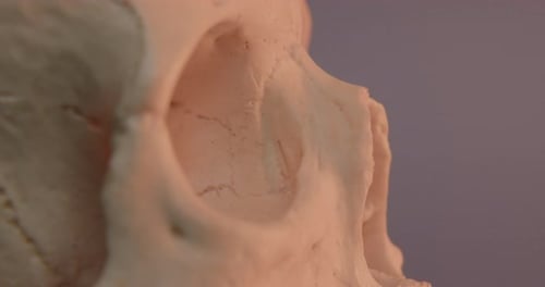 Close-up Side View of Human Skull with Candle Light