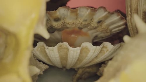 Jakobsmuscheln und Muscheln im Stapel