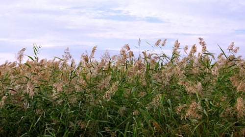 Tall Grasses Swaying in Gentle Wind