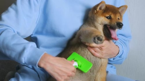 Person Brushing Fluffy Shiba Inu Puppy Indoors
