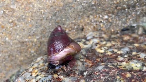 Escargot turban se déplaçant hors de l'eau. Vidéo rapprochée d'un mouvement du corps semblable à une vague sous sa carapace