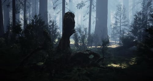 Mysterious Forest Landscape with Sunlight Filtering Through Trees