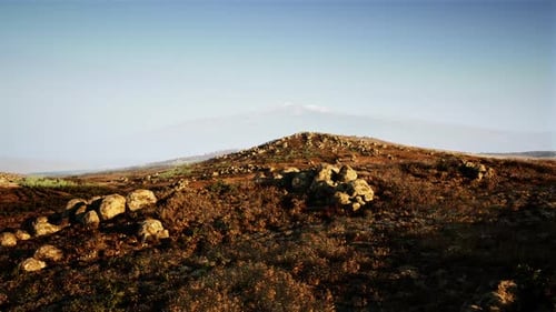 Golden Grassland Peacefully Settles Under a Clear Blue Sky at Dawn