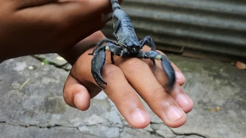The species from North Africa and the Middle East is one of the most dangerous scorpions. Very venom