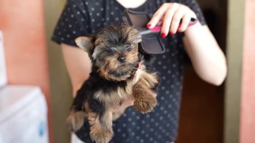 Woman Brushing Yorkshire Terrier Puppy Indoors