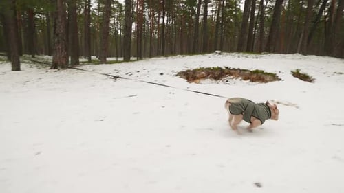 Der schnelle und schöne American Bully Dog läuft im Winter an der Leine in einem Wald