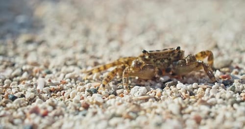 Macro Slow Motion Video of a Crab with Tentacles Walking Along the Beach