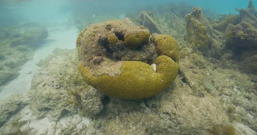 Underwater footage showing a large yellow sponge coral growing on a rocky reef in clear tropical