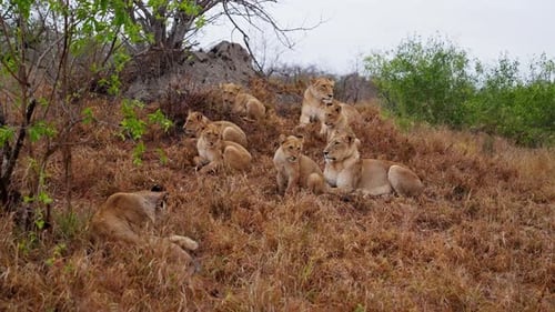 Resting Lions on a Grassy Hillside in Wilderness