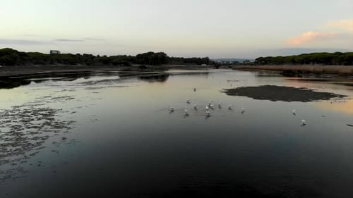 Birds feeding in a pond at dusk