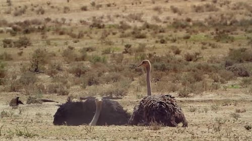 African Ostrich in Kgalagadi transfrontier park, South Africa