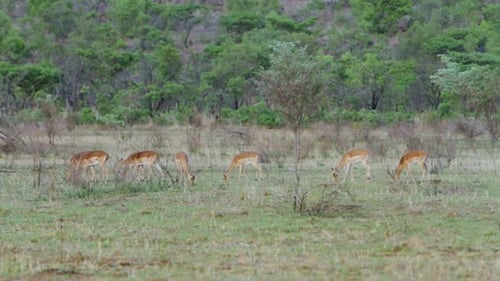 Large group of impalas grazing on the plains in South Africa. This is the background shot of a shot