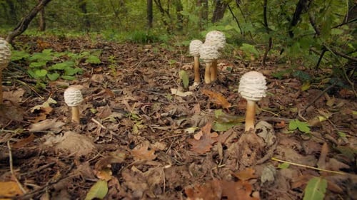 Discover the Hidden Beauty of Woodland Mushrooms in a Peaceful Forest