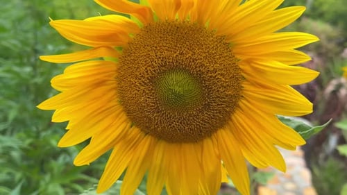 Bright Yellow Sunflower in Close-up