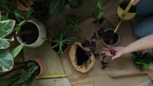 Mujer riega una planta de interior después de un trasplante