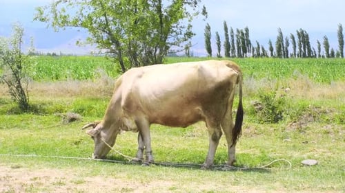 White Cow in the Field Eats Grass Against the Backdrop of Blue Skies and Mountains Farm with Cows