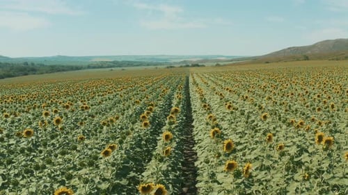 A Large Sunflower Field In The Foothills