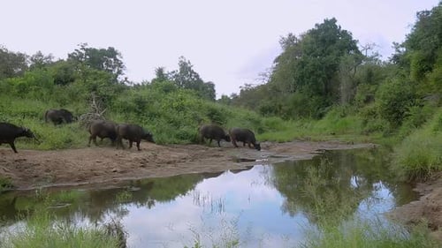 African buffalo in Kruger National park, South Africa